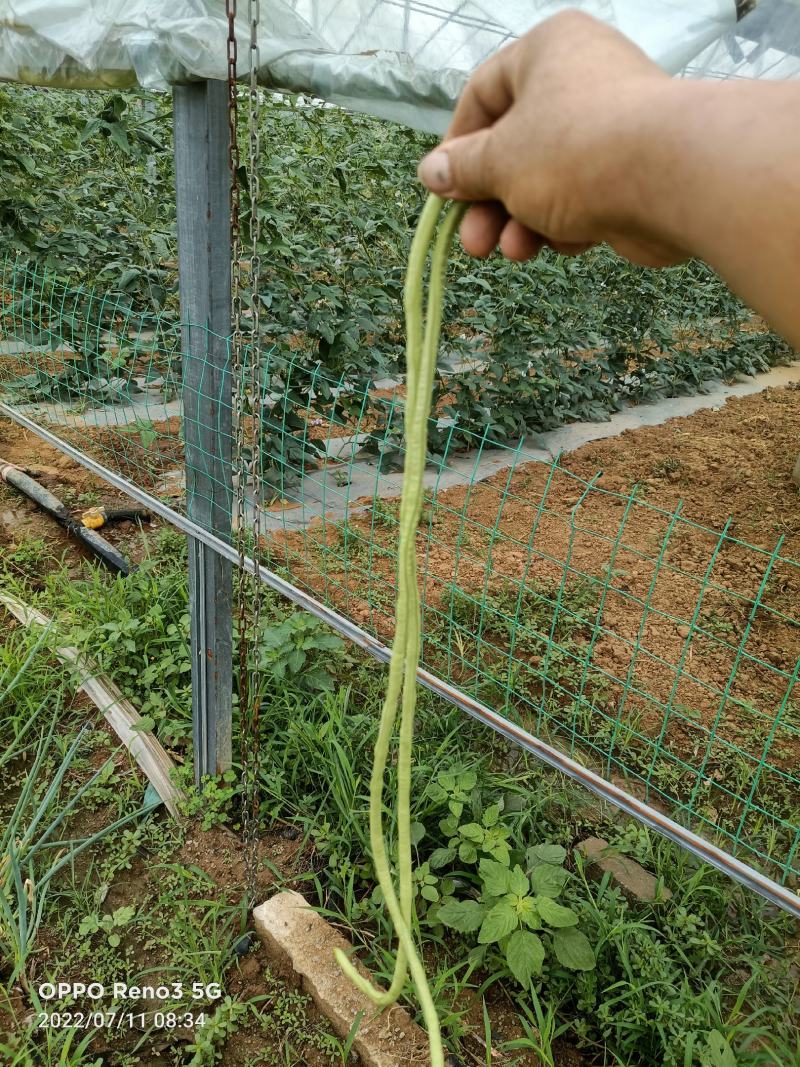 蔬菜豆角