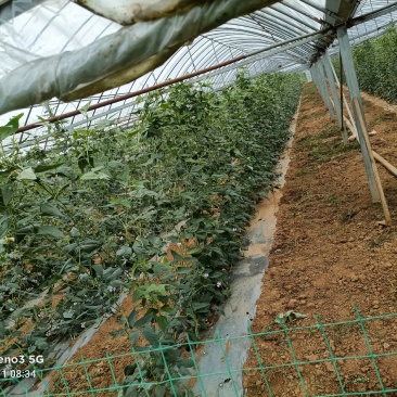 蔬菜豆角