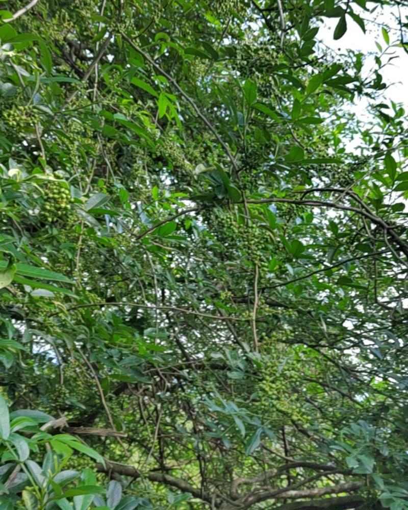 凉山青皮核桃，净果，青鲜干花椒