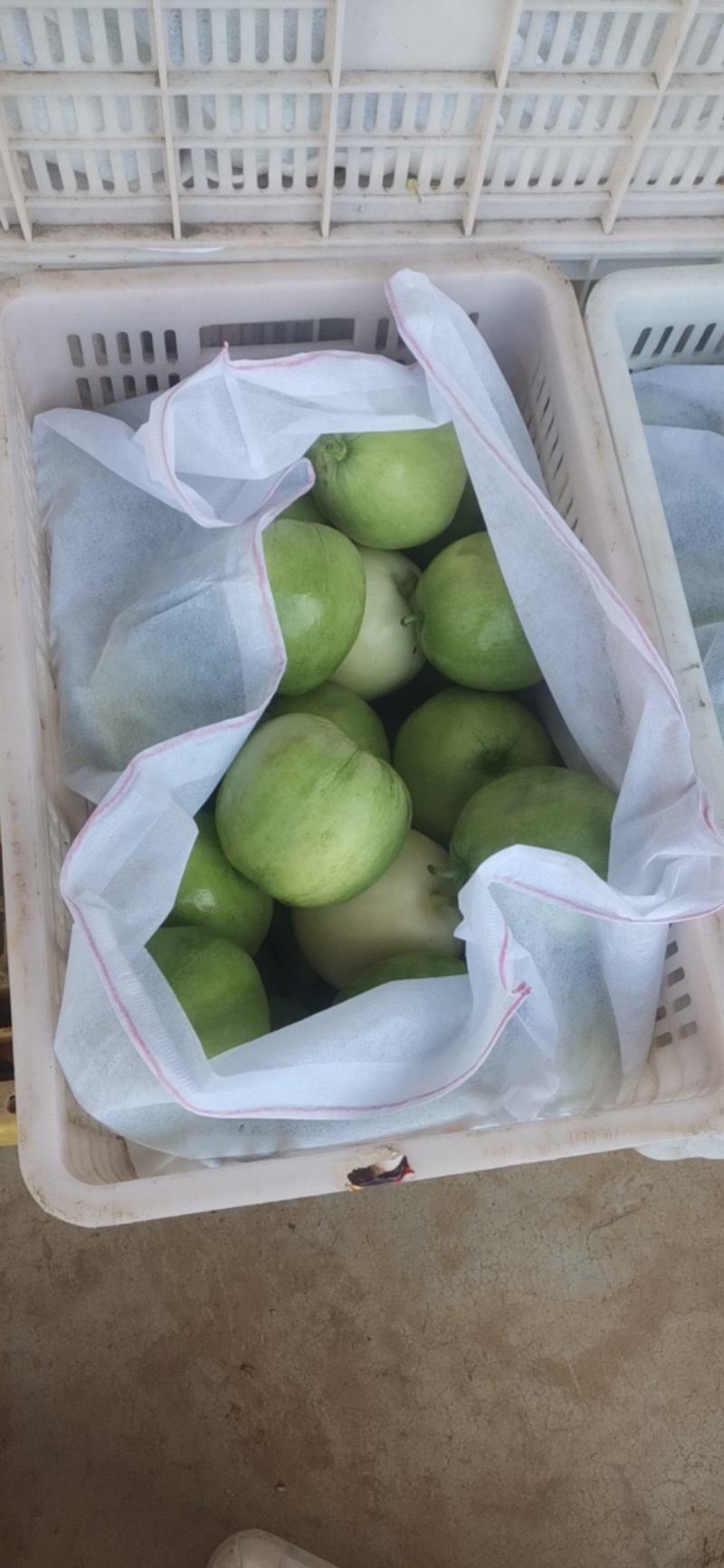 湖北宜昌绿宝石甜瓜丑八怪香瓜产地现场采摘