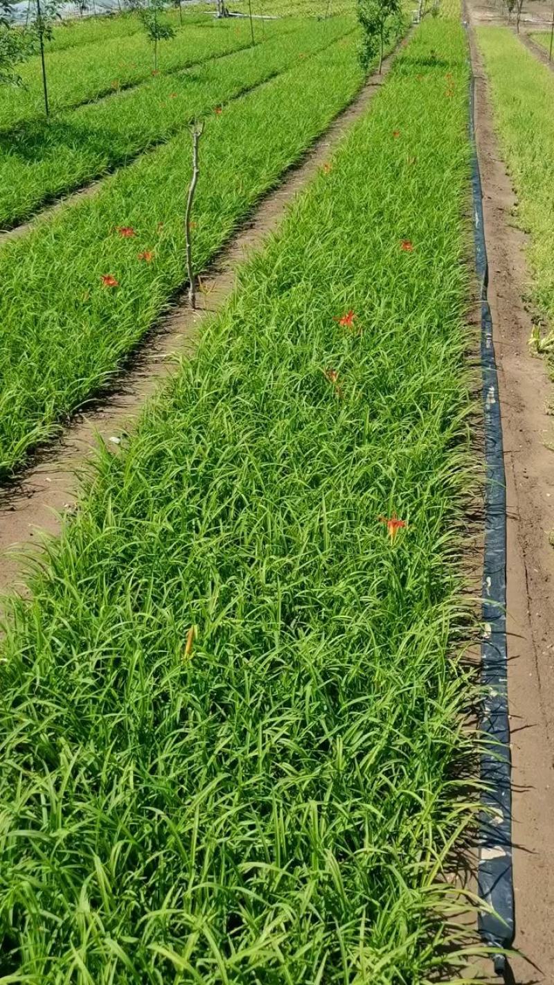 大花萱草（自家苗圃货源，量大，价低质量没的说，欢迎订购）