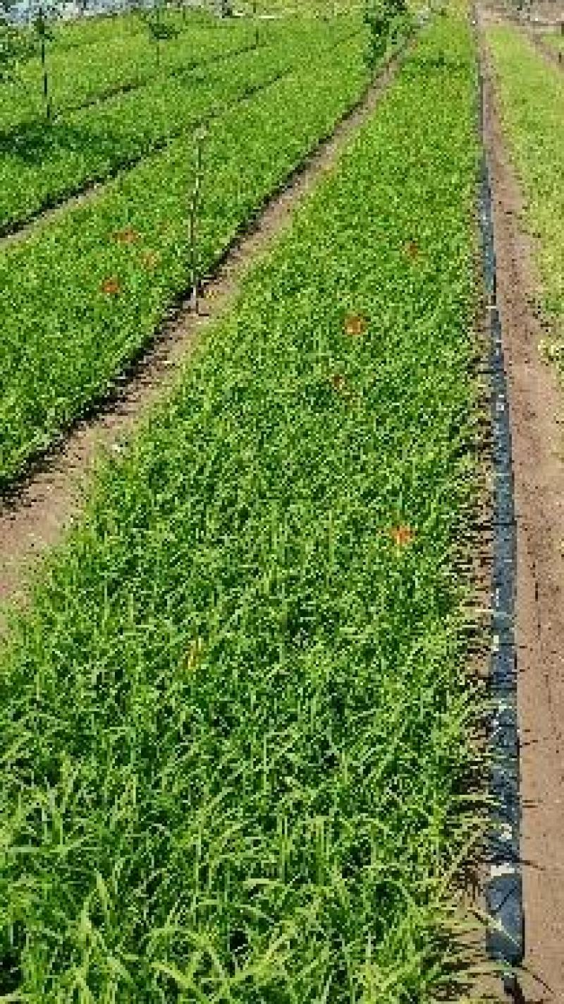 大花萱草（自家苗圃货源，量大，价低质量没的说，欢迎订购）