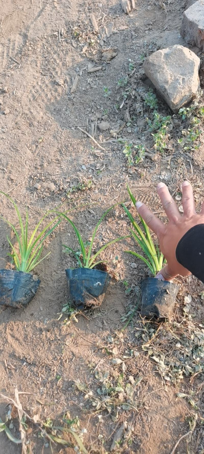 大花萱草（自家苗圃货源，量大，价低质量没的说，欢迎订购）