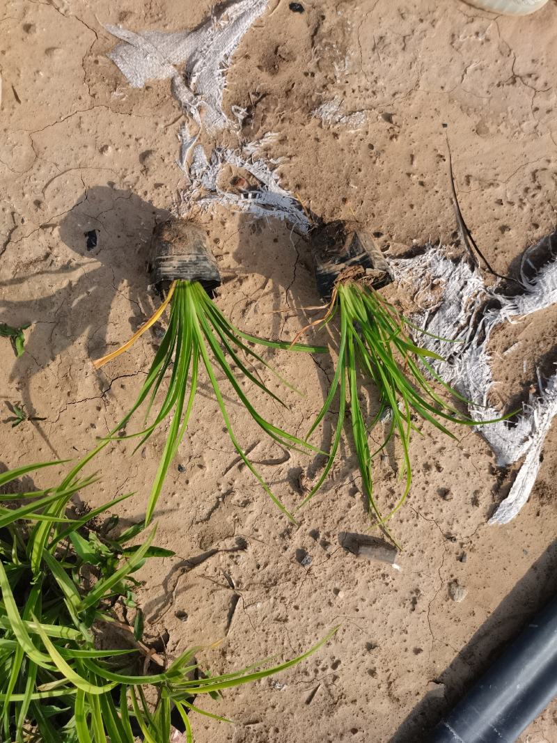 大花萱草（自家苗圃货源，量大，价低质量没的说，欢迎订购）