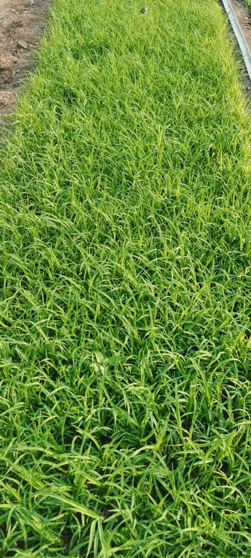 大花萱草（自家苗圃货源，量大，价低质量没的说，欢迎订购）