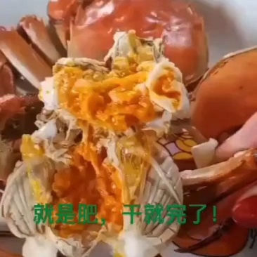 盘锦河蟹嘎嘎的肥