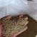 香菜种子！铁杆青香菜种子！中叶香菜种子培育基地！大叶香菜