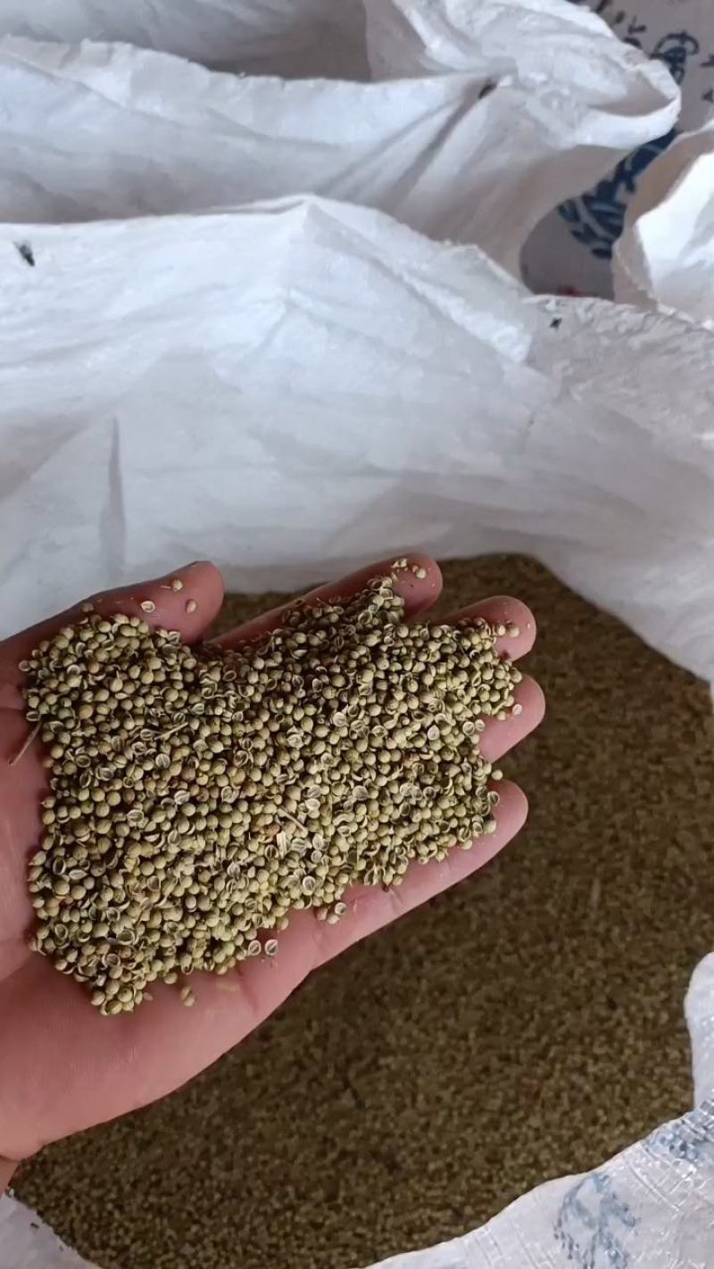 香菜种子！铁杆青香菜种子！中叶香菜种子培育基地！大叶香菜