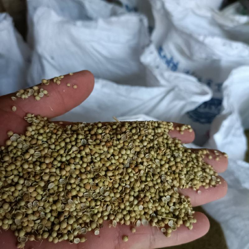 香菜种子！铁杆青香菜种子！中叶香菜种子培育基地！大叶香菜