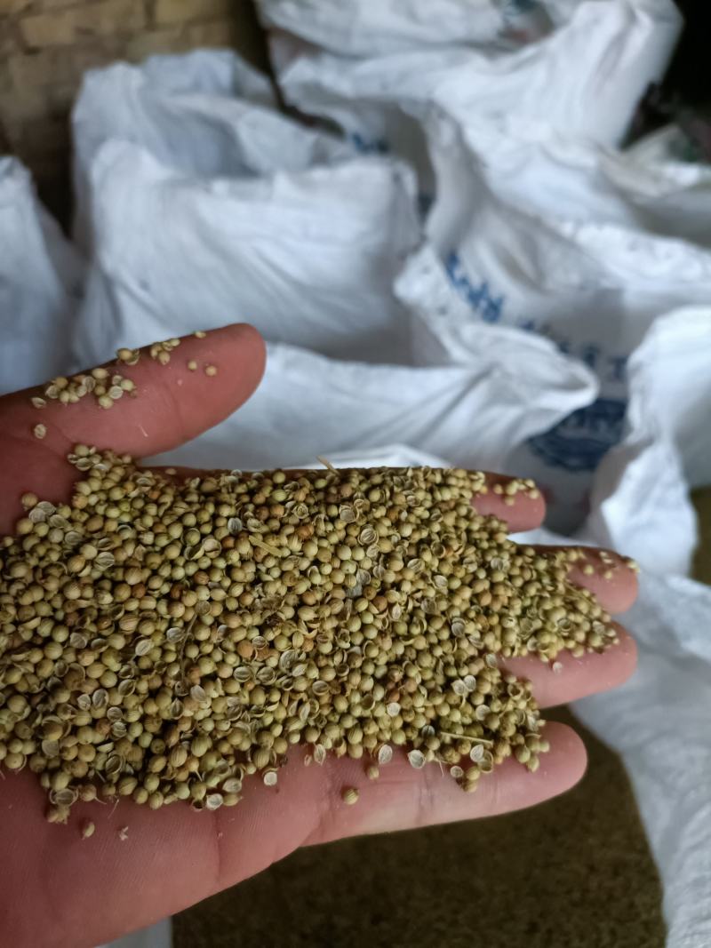 香菜种子！铁杆青香菜种子！中叶香菜种子培育基地！大叶香菜