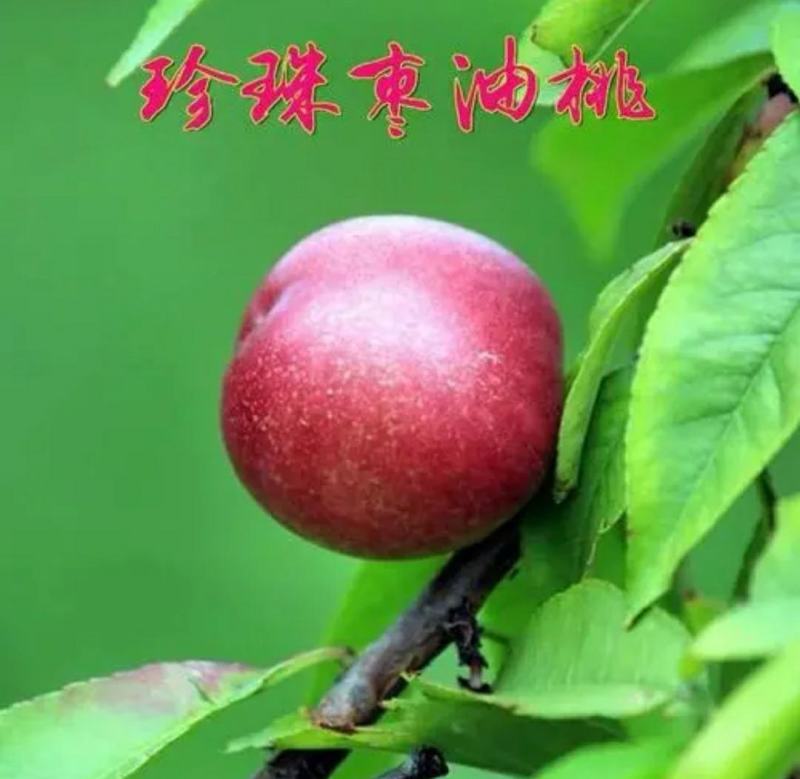 珍珠枣油桃