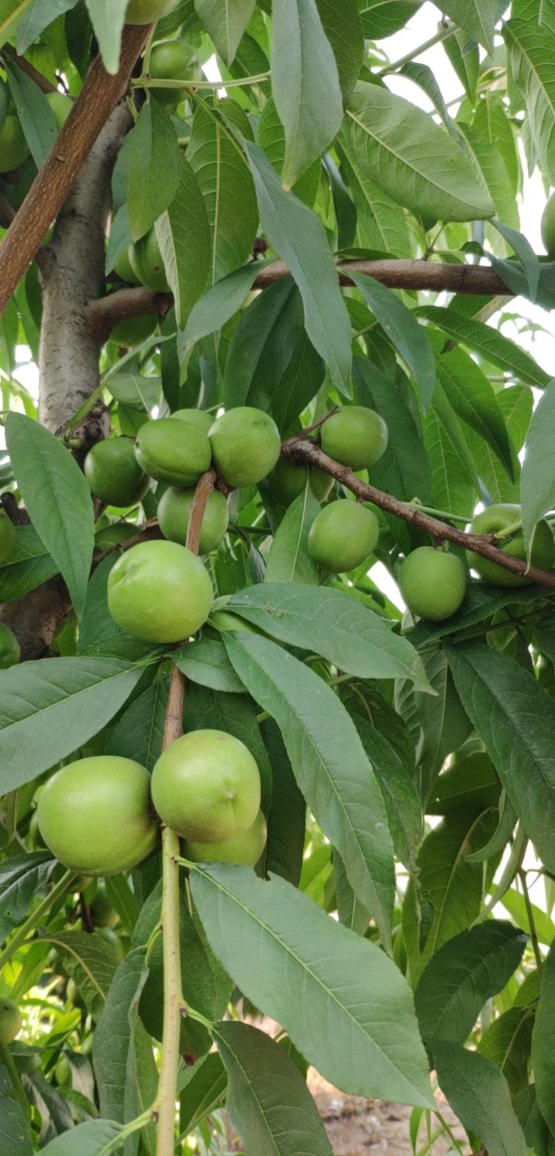 珍珠枣油桃
