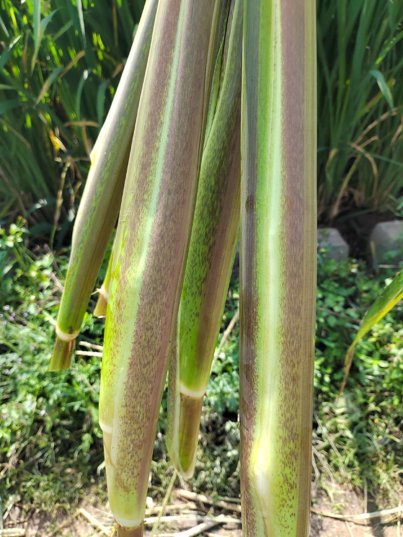 北京茭，美人茭，单季茭，双季茭，小早