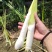 北京茭，美人茭，单季茭，双季茭，小早