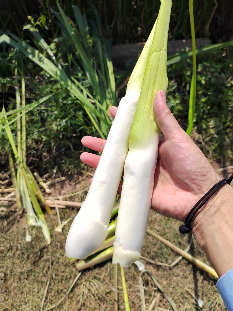 北京茭，美人茭，单季茭，双季茭，小早