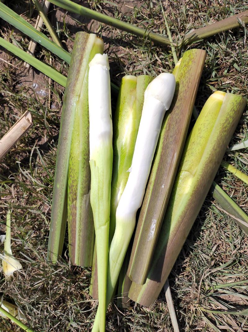 北京茭，美人茭，单季茭，双季茭，小早