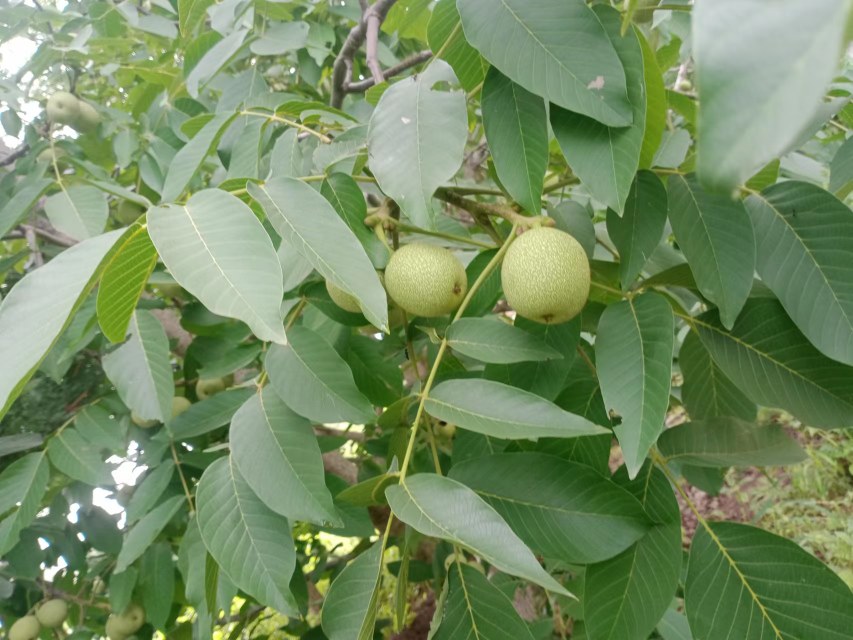 青皮核桃采摘季节