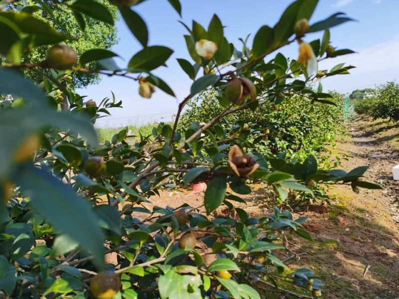 500目超细茶籽粉家用清洁工业去油污茶枯粉无添加洗碗