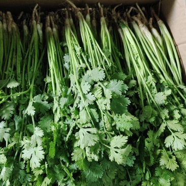 【推荐】河北铁杆青香菜大量供应规格齐全质优价廉欢迎大量采购