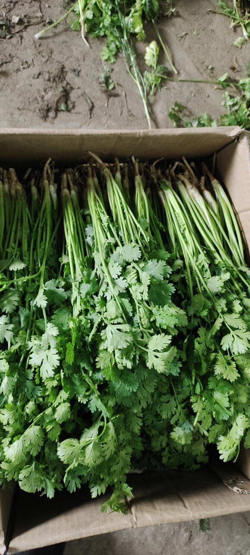 【推荐】河北铁杆青香菜大量供应规格齐全质优价廉欢迎大量采购