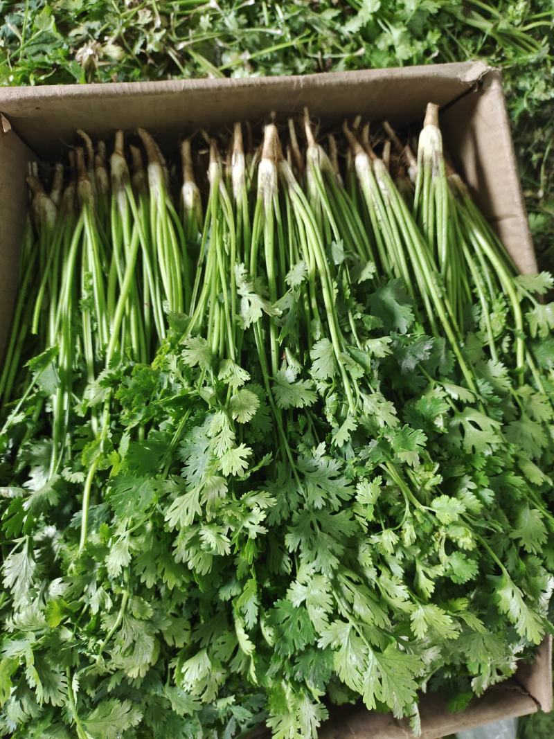 【推荐】河北铁杆青香菜大量供应规格齐全质优价廉欢迎大量采购