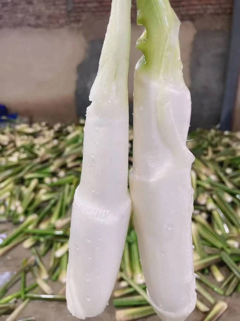 【万亩单季茭白】肉质白现摘现发价格优惠全国代发