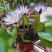 【颗颗带芽】香水睡莲花池塘水缸大睡莲根块花卉水培四季开花