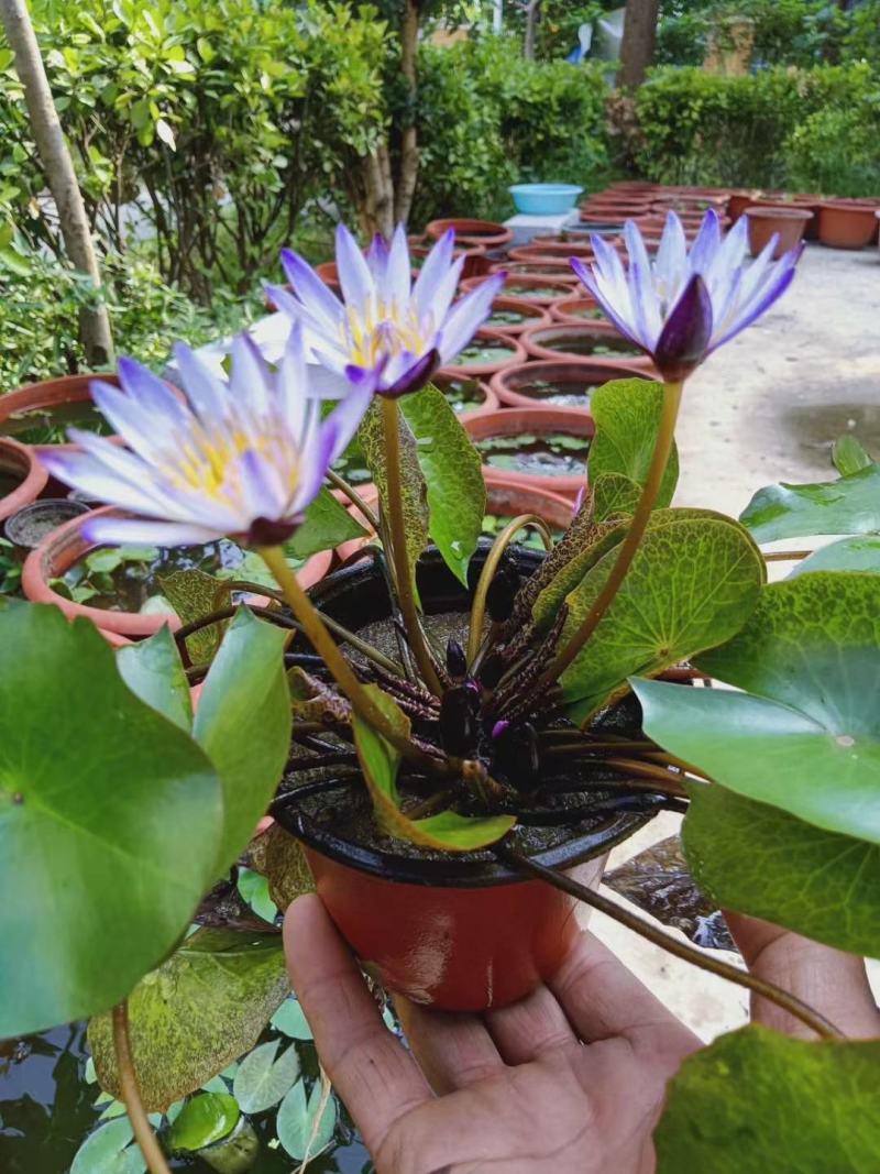 【颗颗带芽】香水睡莲花池塘水缸大睡莲根块花卉水培四季开花