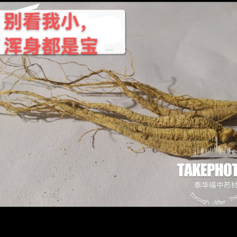 包邮人参白参生晒参东北吉林长白山