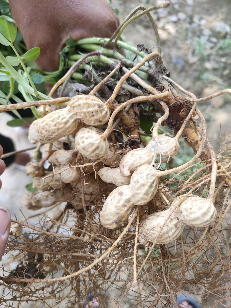 沙土，鲜花生，质量很好欢迎采购，