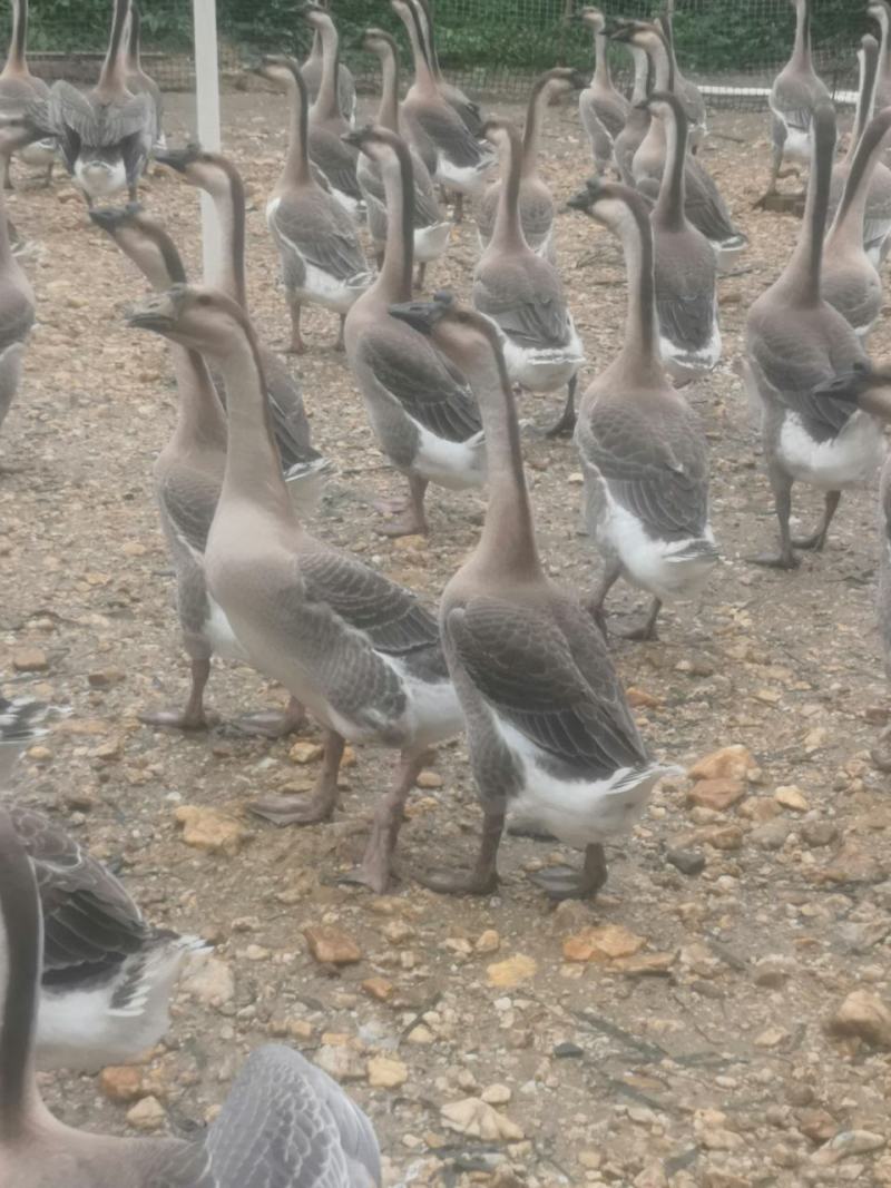阳江鹅