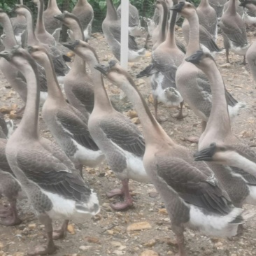 阳江鹅