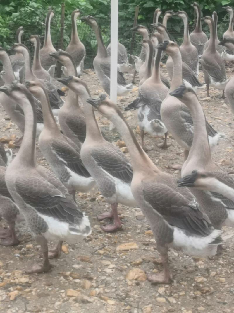 阳江鹅