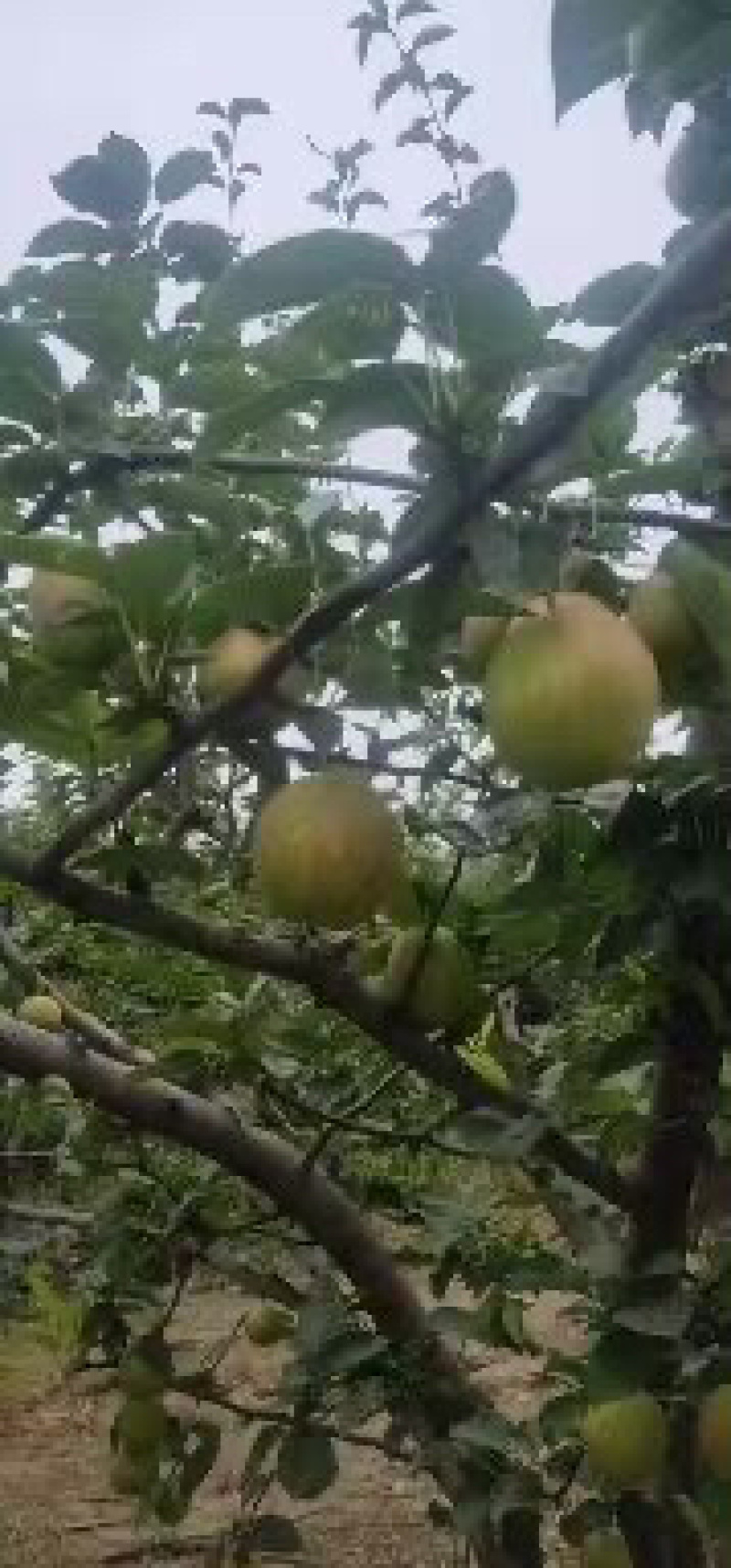 专业代卖。请联系。