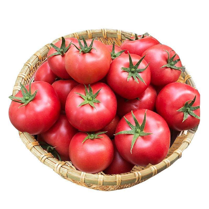 宁夏大棚硬粉西红柿，大量上市，全国发货欢迎来电