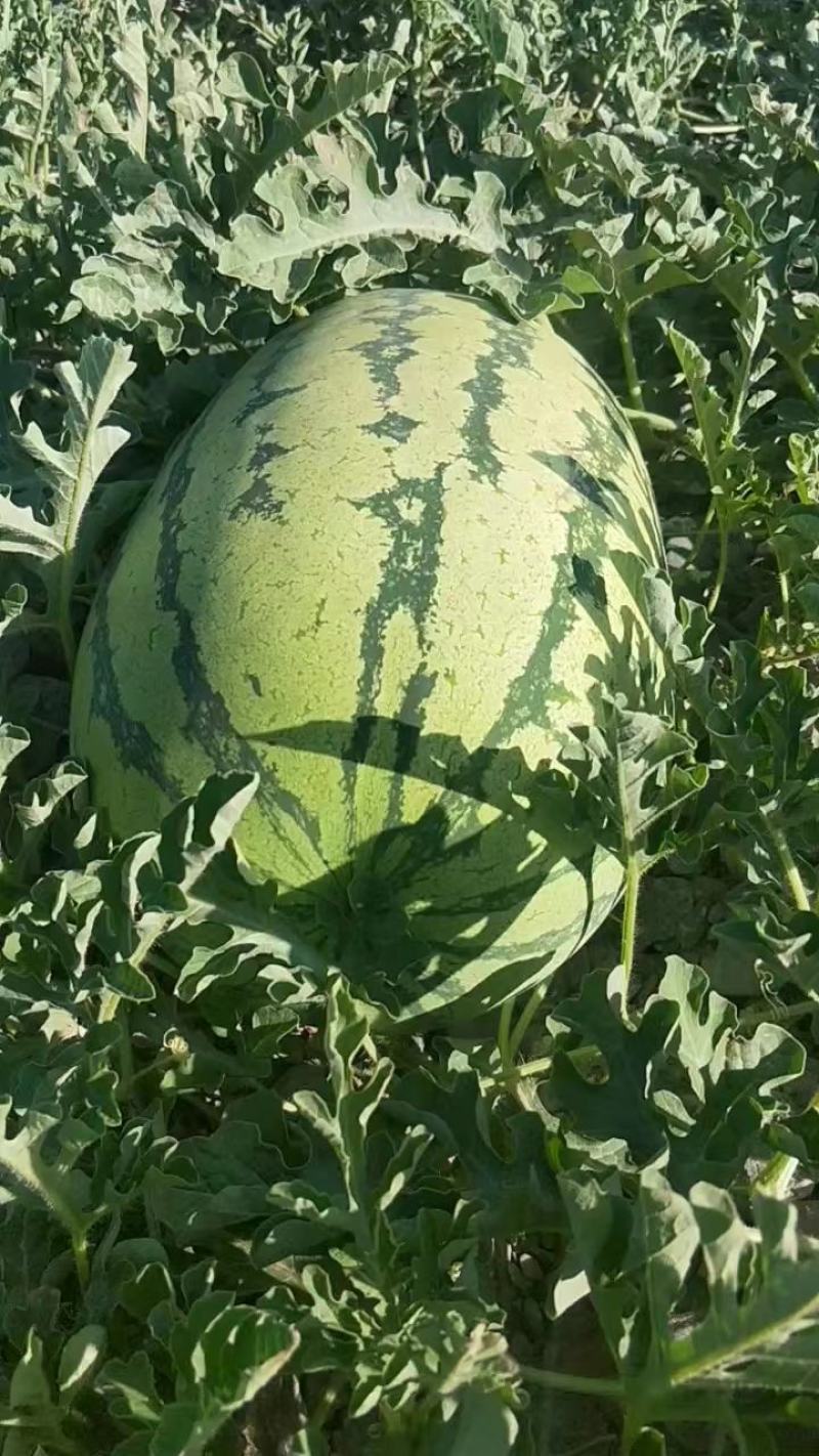 【硒砂瓜】宁夏石缝瓜头茬大量供应电商品质批发价格