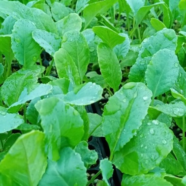 越冬松花菜苗，松花菜苗现在大量供应，产地直供