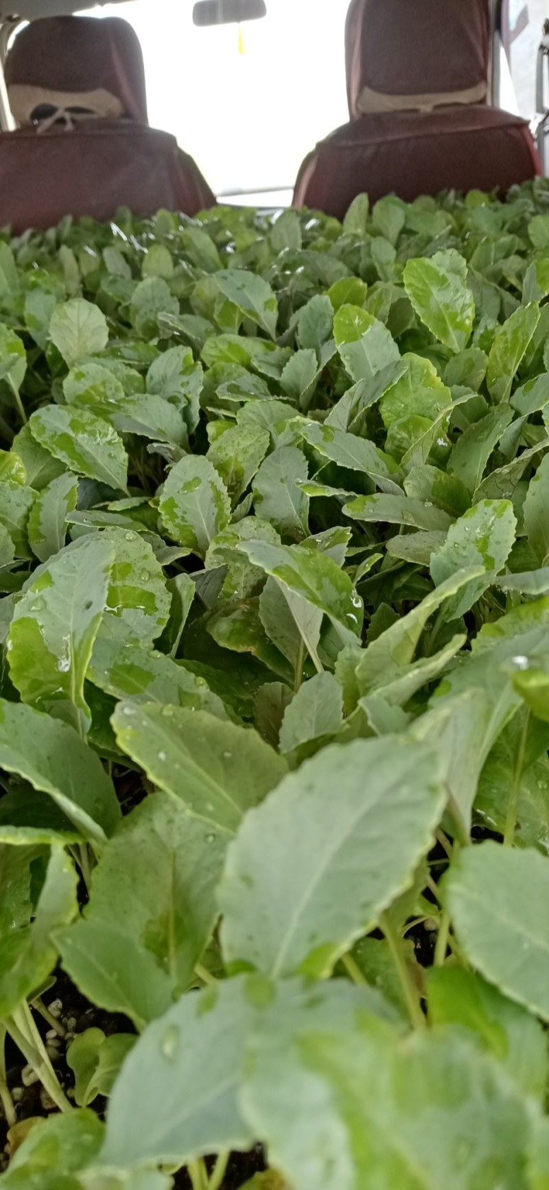 越冬松花菜苗，松花菜苗现在大量供应，产地直供
