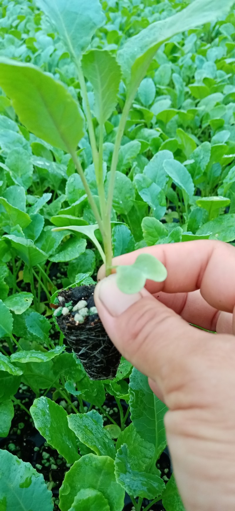 越冬松花菜苗，松花菜苗现在大量供应，产地直供