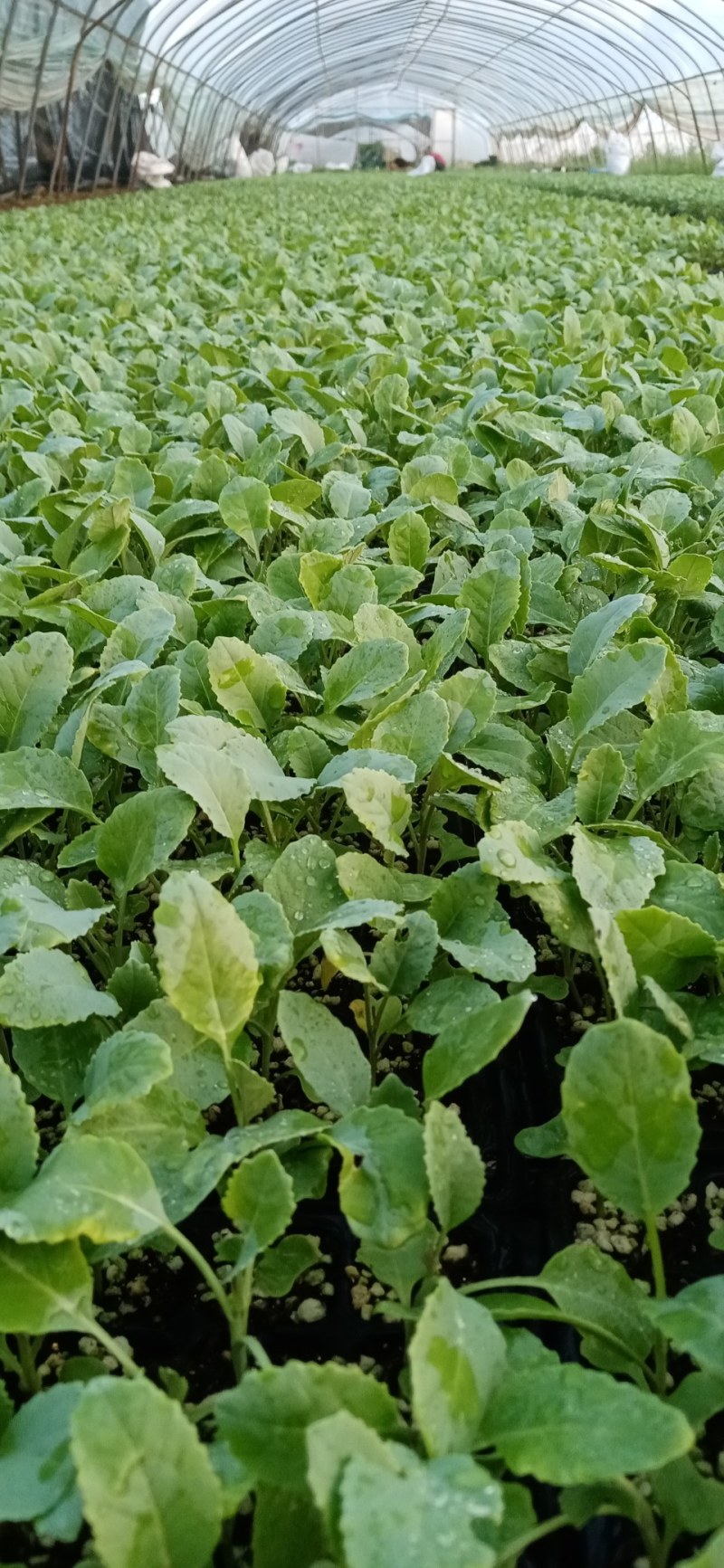 越冬松花菜苗，松花菜苗现在大量供应，产地直供