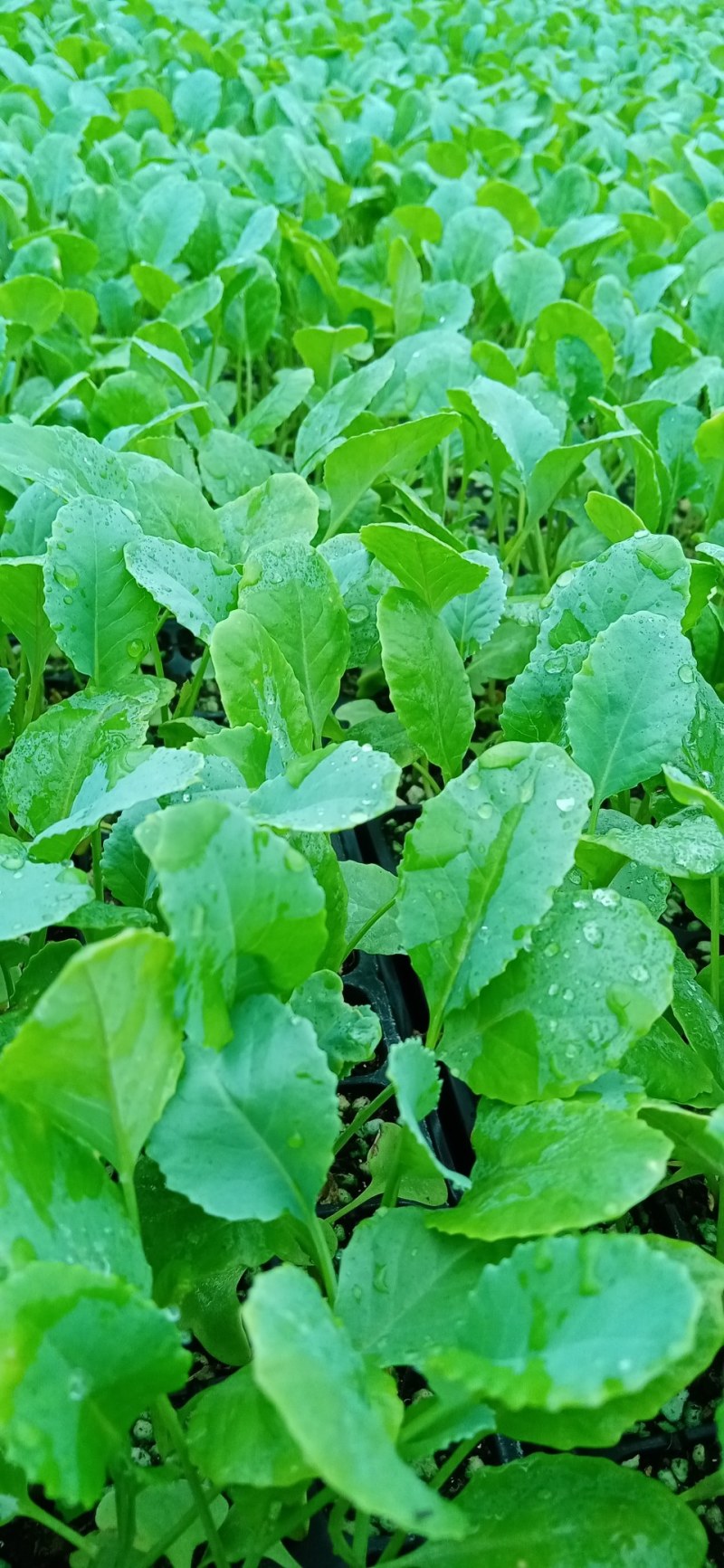 越冬松花菜苗，松花菜苗现在大量供应，产地直供
