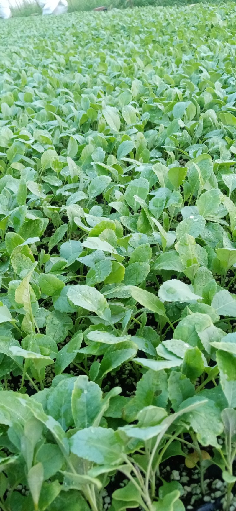 越冬松花菜苗，松花菜苗现在大量供应，产地直供
