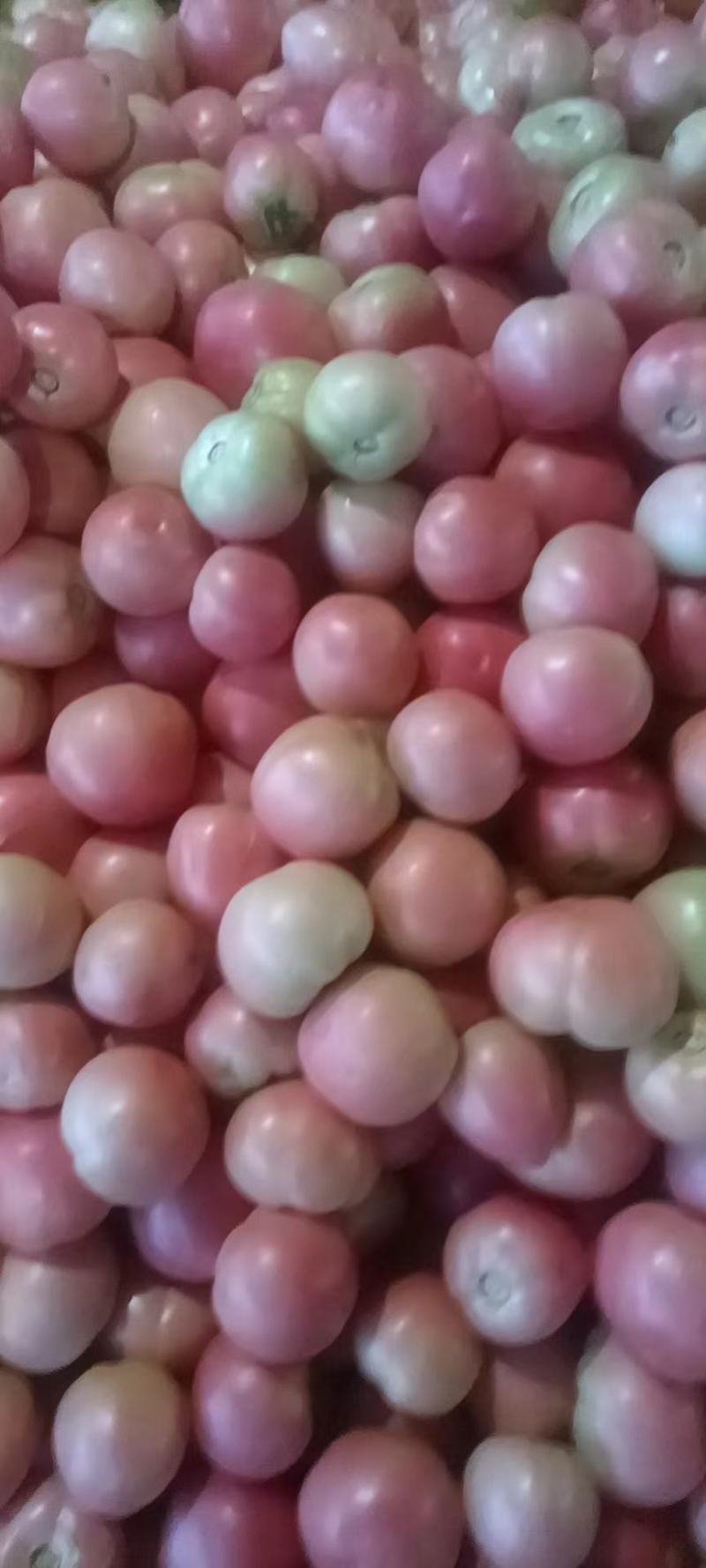 硬粉