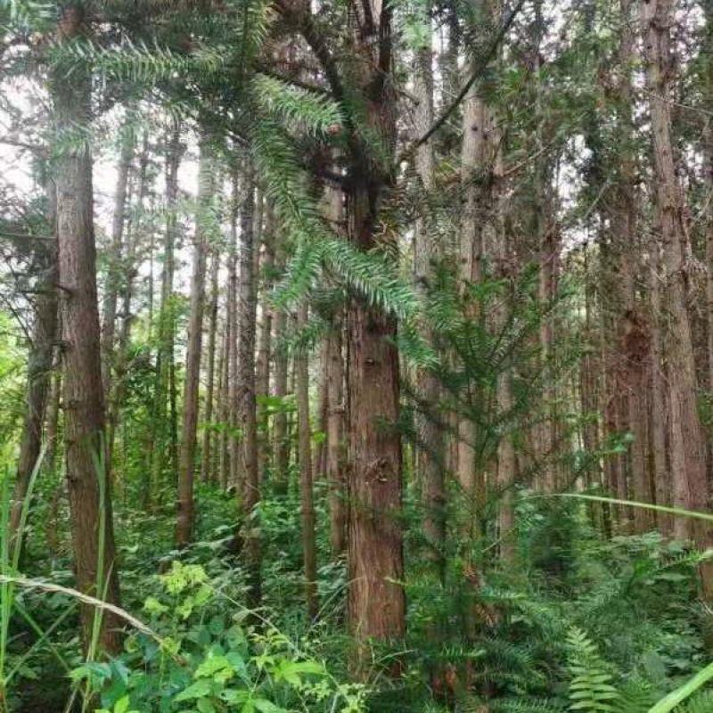 大量杉木出售