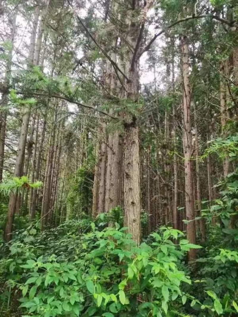 大量杉木出售