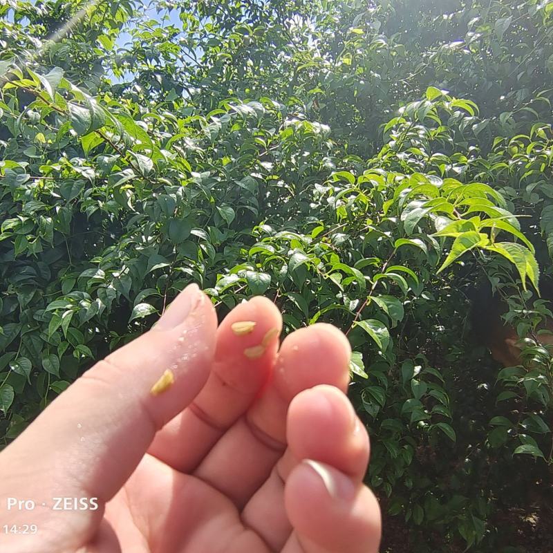 岗梅种子，称星树种子