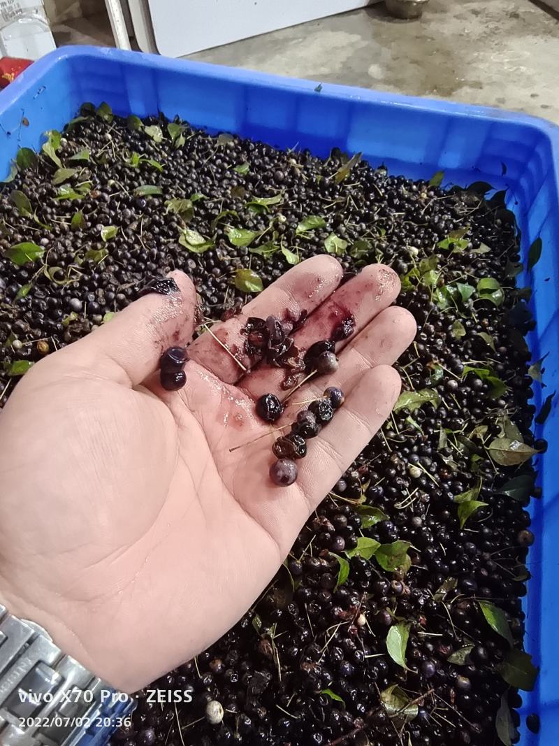 岗梅种子，称星树种子