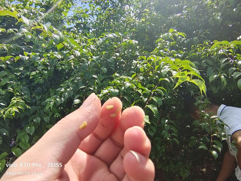 岗梅种子，称星树种子