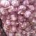 （推荐）聊城紫红皮杂交大蒜，大量有货，欢迎前来选购