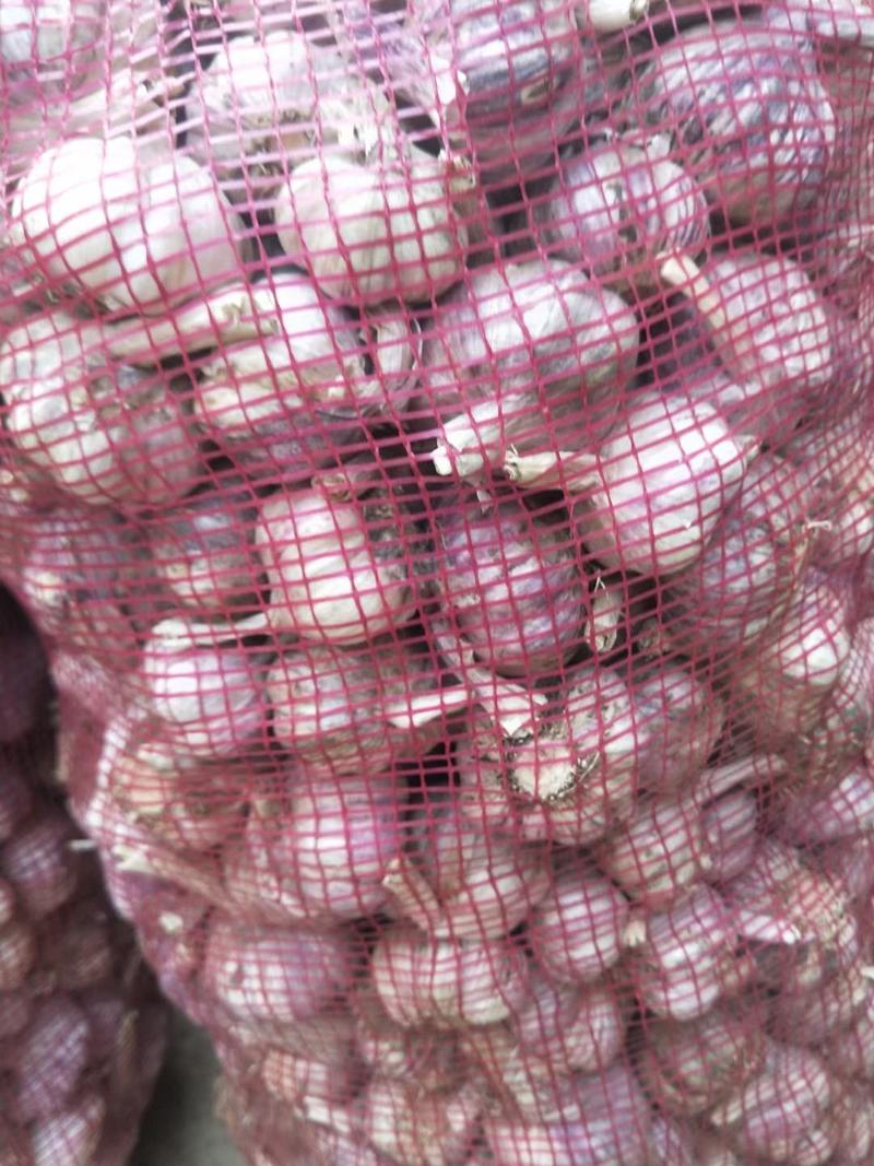 （推荐）聊城紫红皮杂交大蒜，大量有货，欢迎前来选购
